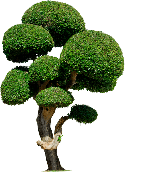Come Fare Un Bonsai Di Melo 1 Guida pratica: Come fare un bonsai di melo in semplici passaggi