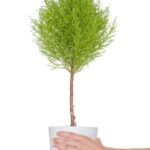 Quando Rinvasare Acero Bonsai Come e Quando Rinvasare l'Acero Bonsai: Guida Pratica