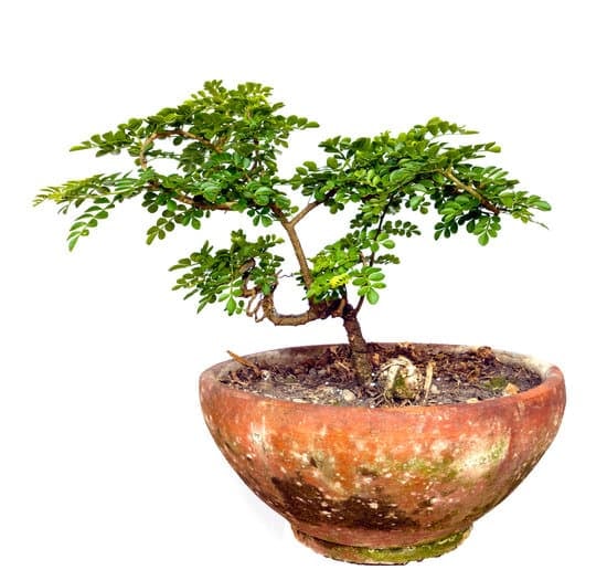 Come Fare Un Bonsai Acero 1 Guida pratica su come fare un bonsai acero: consigli, tecniche e cura