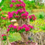 Bonsai Glicine Prezzo Scopri i migliori prezzi per il bonsai glicine su diverse piattaforme online
