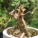 Cosa Fare Se Il Bonsai Ha Il Tronco Molle cosa fare se il bonsai ha il tronco molle