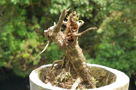 cosa fare se il bonsai ha il tronco molle