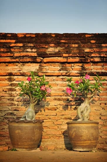 Dove Mettere Un Bonsai in Casa 1 Scegliere una posizione luminosa e ben ventilata per il bonsai in casa