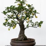 Come Far Ingrandire Un Bonsai E Cambiare Vaso Scopri come far ingrandire un bonsai e cambiare vaso con i nostri consigli esperti