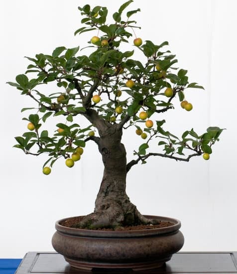 Bonsai Bomboniera Significato 1 Scopri il significato unico di regalare un bonsai come bomboniera per un evento indimenticabile