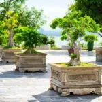 Scopri quanti stili e forme possono essere create con le foglie di un bonsai