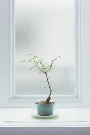 Bonsai Olivo 3 Scopri le tecniche di cura per il tuo bonsai olivo e goditi la bellezza mediterranea