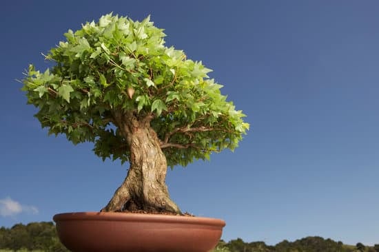 Dove Comprare Il Bonsai Di Acero 1 Acquista il bonsai di acero presso i migliori vivai specializzati