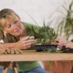 Tecnica Bonsai Scopri i segreti della tecnica bonsai per creare opere d'arte vegetali in miniatura