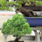 Come Salvare Bonsai Secco Consigli su come salvare bonsai secco: irrigare regolarmente e proteggere dall'eccesso di sole