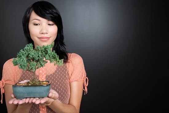 Bonsai Cipresso 1 Bonsai cipresso in vaso bianco