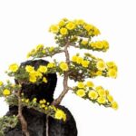 Bonsai Perde Foglie Verdi Come curare un bonsai che perde foglie verdi: consigli e trattamenti efficaci