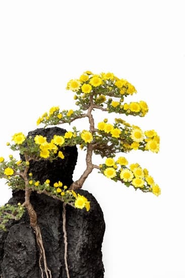 Bonsai Perde Foglie Verdi 1 Come curare un bonsai che perde foglie verdi: consigli e trattamenti efficaci