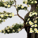 Piante Bonsai Scopri i segreti per coltivare e curare le tue piante bonsai con successo