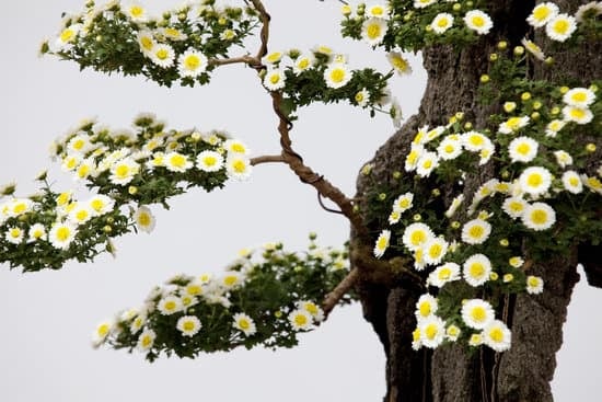 Piante Bonsai 1 Scopri i segreti per coltivare e curare le tue piante bonsai con successo