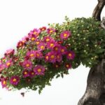Quali Forbici Per Potare Bonsai Le migliori forbici per potatura bonsai: guida definitiva per la scelta ideale