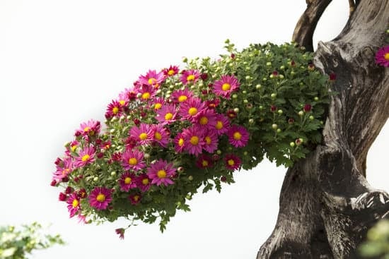 Quali Forbici Per Potare Bonsai 1 Le migliori forbici per potatura bonsai: guida definitiva per la scelta ideale