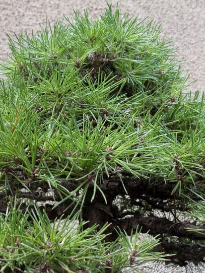 Bonsai Acqua 1 Scopri i segreti dell'irrigazione per il tuo bonsai acqua