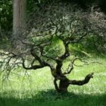 Come Potare Un Bonsai Di Vite Scopri come potare un bonsai di vite per farlo crescere sano e forte