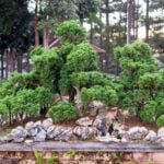 Bomboniera Bonsai Prezzo Ecco alcuni suggerimenti: