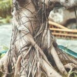 Trattamento bonsai: cosa fare se il bonsai ha le radici morbide