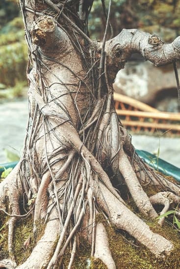 Cosa Fare Se Il Bonsai Ha Le Radici Morbide 1 Trattamento bonsai: cosa fare se il bonsai ha le radici morbide