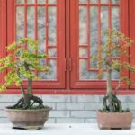 Bonsai Ginseng Significato Scopri il significato del bonsai ginseng: simbolo di longevità e spiritualità