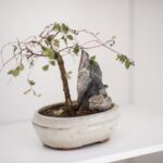 Dove Comprare Ginepro Bonsai Scopri i migliori negozi online dove acquistare ginepro bonsai in pochi click