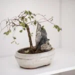Scopri i migliori negozi online dove acquistare ginepro bonsai in pochi click