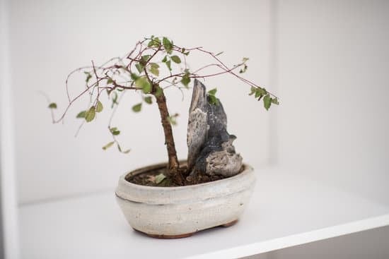 Dove Comprare Ginepro Bonsai 1 Scopri i migliori negozi online dove acquistare ginepro bonsai in pochi click