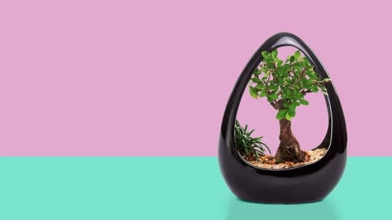 Guida pratica su COME E QUANDO POTARE OLIVO BONSAI: consigli per una cura ottimale