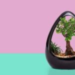 Cosa Fare X I Pidocchi Dei Bonsai Rimedi naturali per eliminare i pidocchi dei bonsai