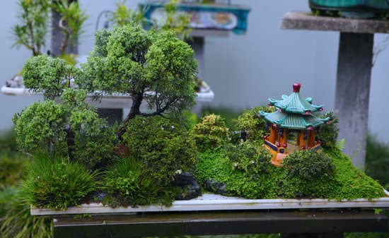 Scopri come crescere un bonsai di ulivo con la guida definitiva per principianti