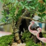 Scopri i segreti del Bonsai ad Alghero con la nostra guida esperta