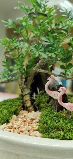 Bonsai Alghero 1 Scopri i segreti del Bonsai ad Alghero con la nostra guida esperta
