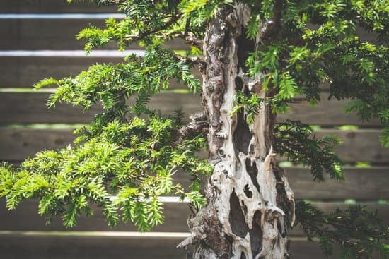 Museo Crespi Bonsai 1 Scopri la bellezza del Museo Crespi Bonsai, un viaggio unico nella cultura e nella natura