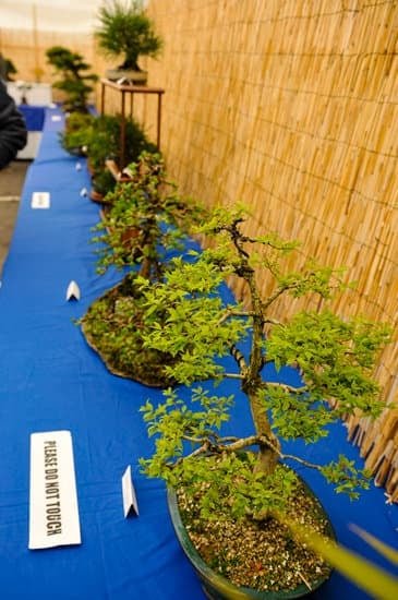 Ficus Bonsai Cura 1 Scopri i segreti della cura del Ficus Bonsai: potatura regolare e terreno ben drenato