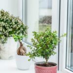 Bonsai Carmona Fiorito Bonsai Carmona Fiorito: la bellezza in miniatura per il tuo giardino