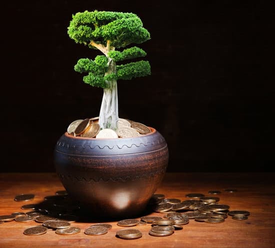 Bonsai Più Costoso 1 Scopri il Bonsai più costoso mai visto e ammiralo con stupore