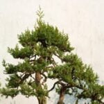 Come Curare Un Bonsai Morto Risorse online su come curare un bonsai morto: consigli e tecniche per il recupero.
