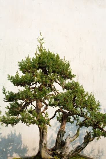 Risorse online su come curare un bonsai morto: consigli e tecniche per il recupero.