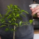 Scopri come dare forma al tuo bonsai con tecniche di potatura specifiche