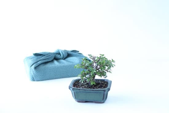 Come Mantenere I Bonsai 1 I segreti su come mantenere i bonsai: tecniche e cure essenziali per la loro salute e bellezza