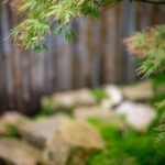 Di Quanta Terra Ha Bisogno Un Bonsai Scegli il giusto substrato per quanto terra ha bisogno un bonsai
