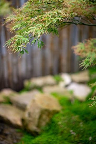Di Quanta Terra Ha Bisogno Un Bonsai 1 Scegli il giusto substrato per quanto terra ha bisogno un bonsai