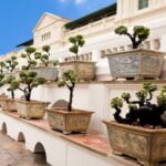 Come Ingrossare Tronco Di Bonsai Utilizza concime specifico per ingrossare il tronco del bonsai