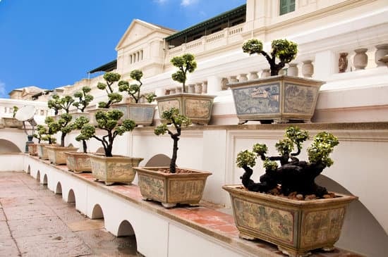 Come Ingrossare Tronco Di Bonsai 1 Utilizza concime specifico per ingrossare il tronco del bonsai