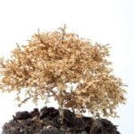 Quanto Va Innaffiato Un Bonsai Di Ficus Ginseng Scopri quanto va innaffiato il bonsai di Ficus Ginseng per mantenerlo sano e rigoglioso