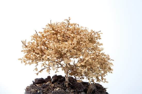 Scopri quanto va innaffiato il bonsai di Ficus Ginseng per mantenerlo sano e rigoglioso