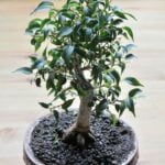 Quando Potare Cipresso Bonsai Scopri quando potare il tuo cipresso bonsai per mantenerlo sano e forte